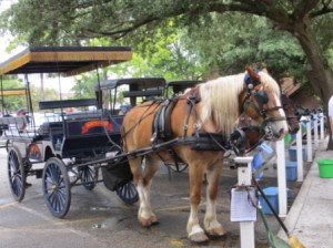 Charleston Carriage Ride